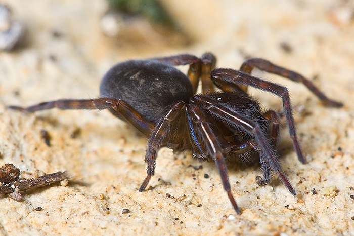 Amaurobius cf. erberi